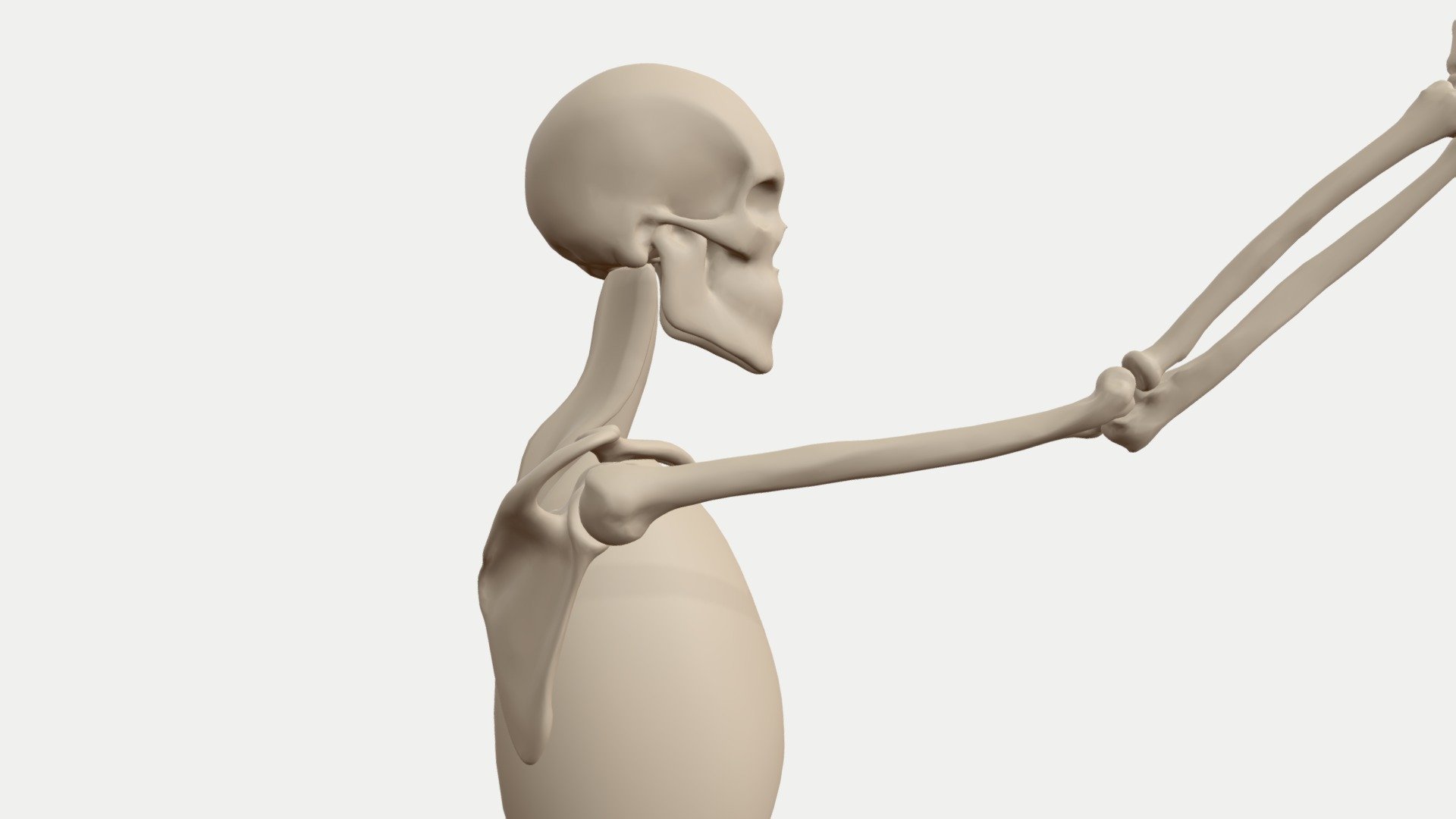 shoulder flexion animated skeleton 3d model