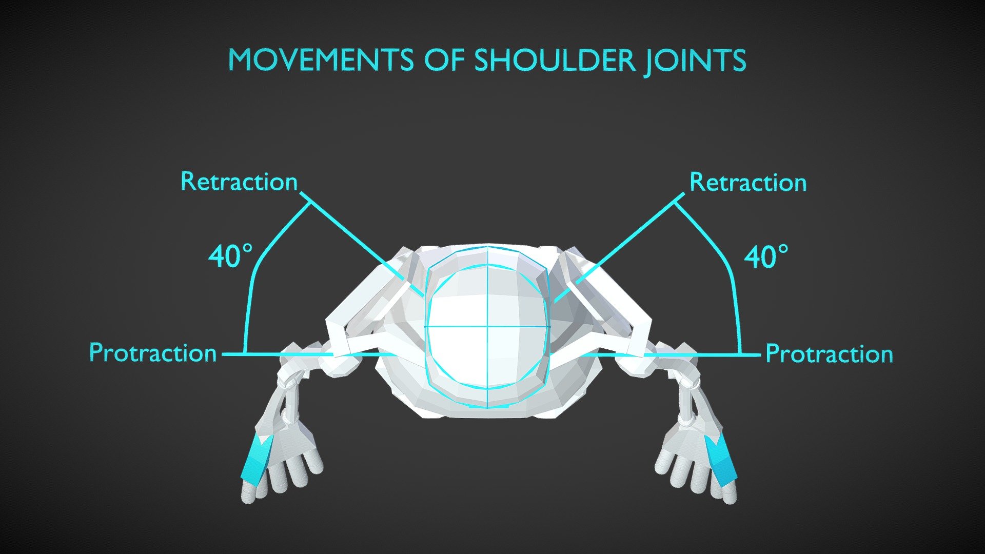 Shoulder Movement Animation 3d model