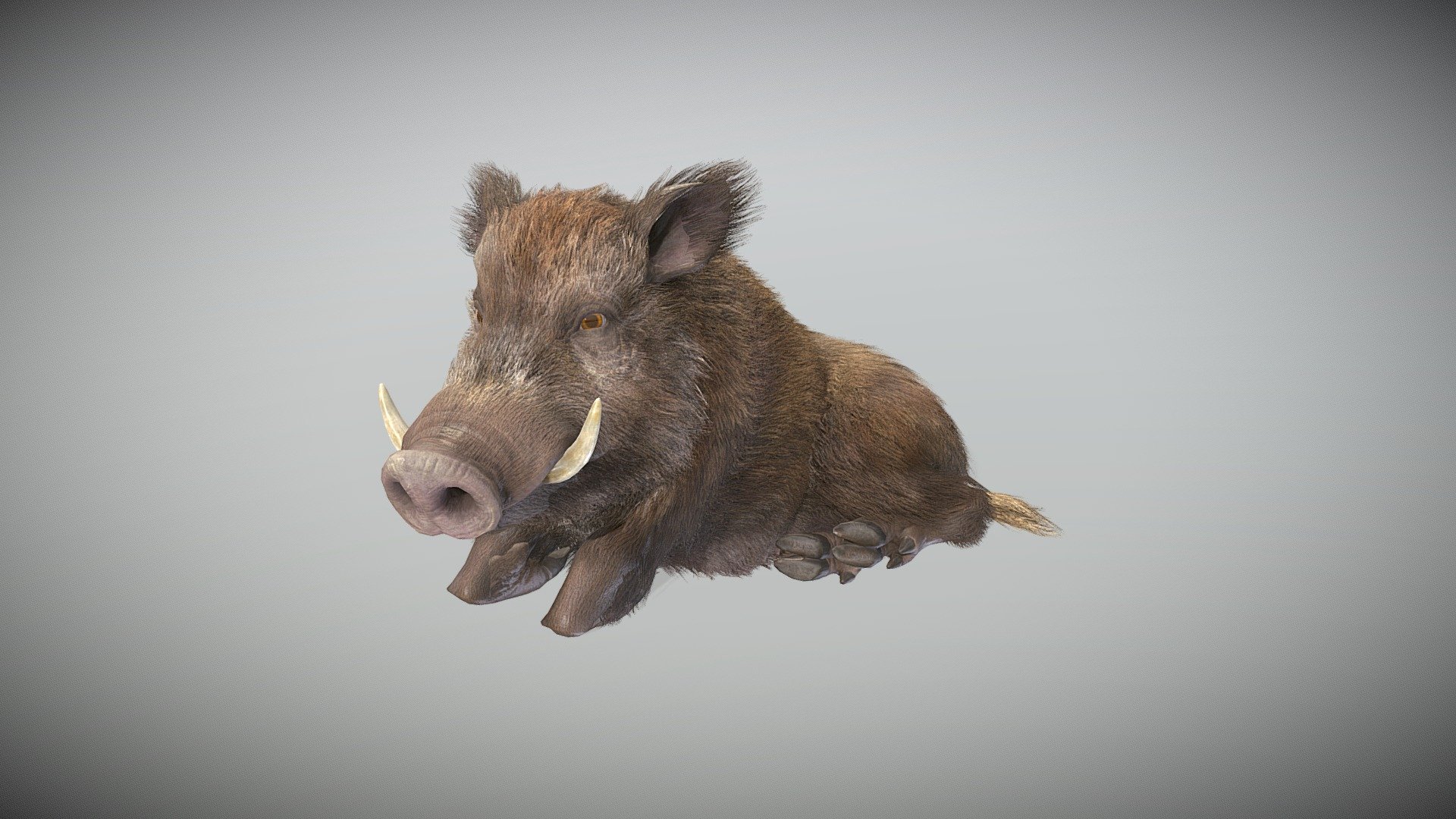 Boar Realistic 3d model