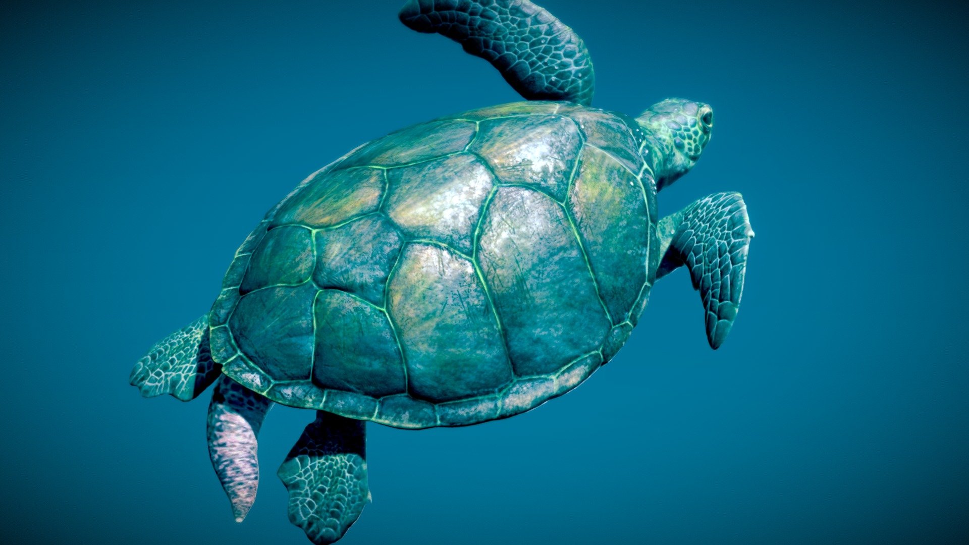 Green Sea Turtle ♂ 3d model