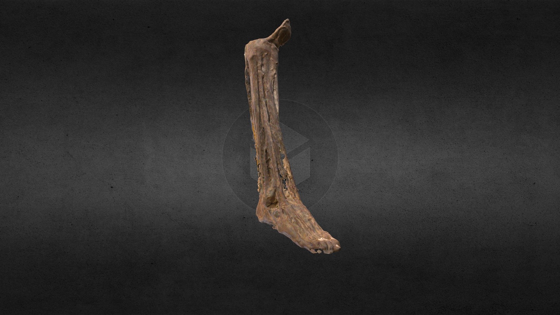 Músculos de la pierna/Leg muscle 3d model