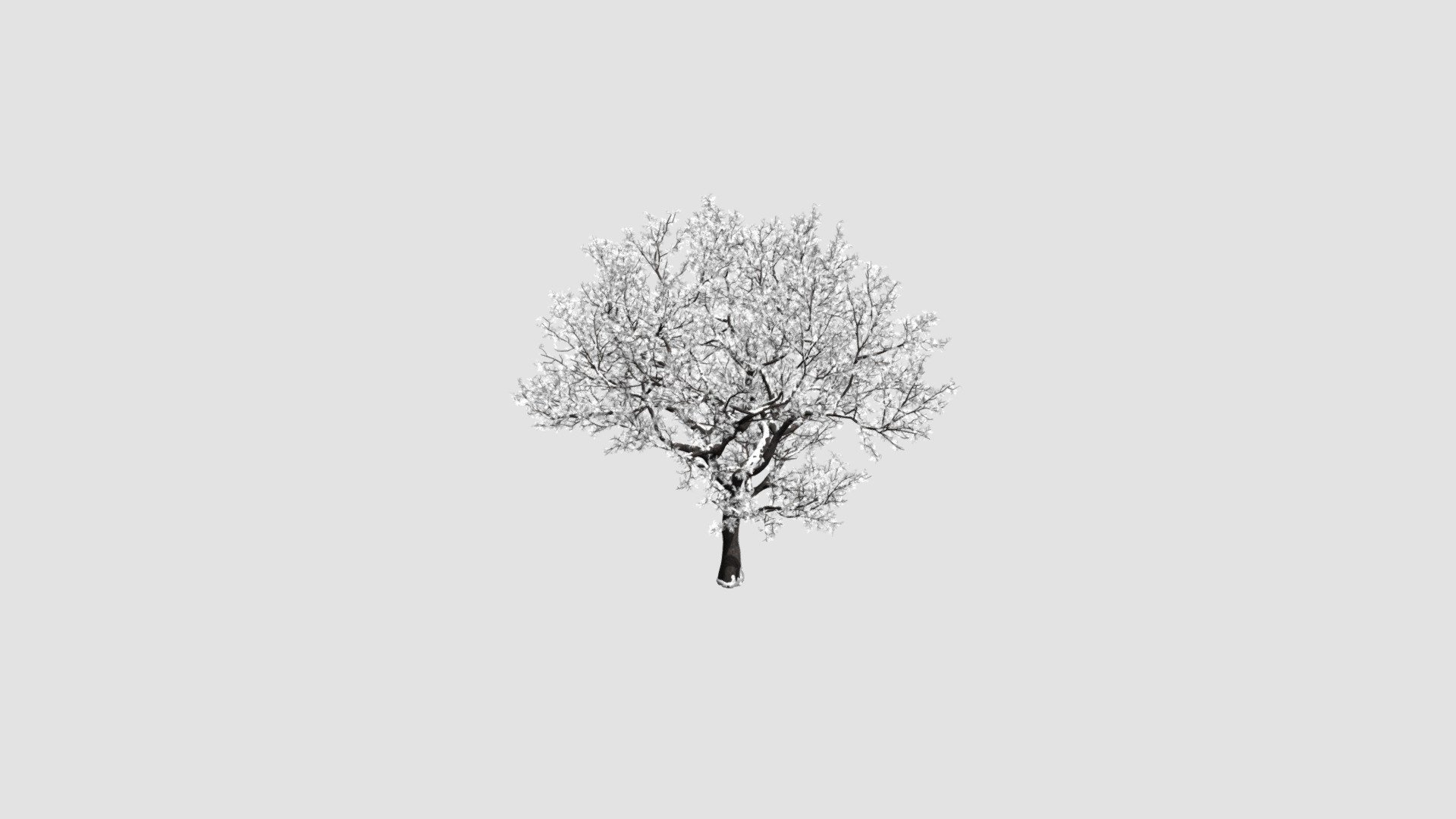 plum tree 3d model