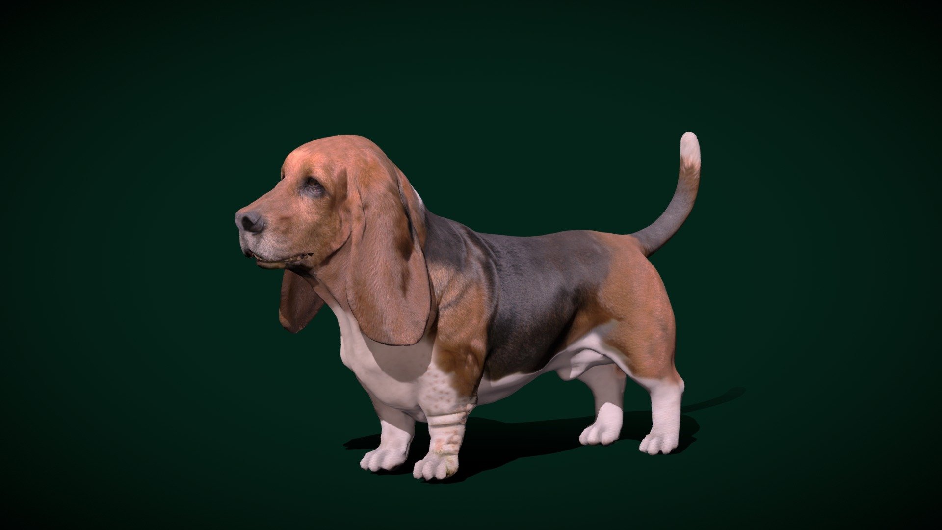 Basset Hound Dog Breed 3d model