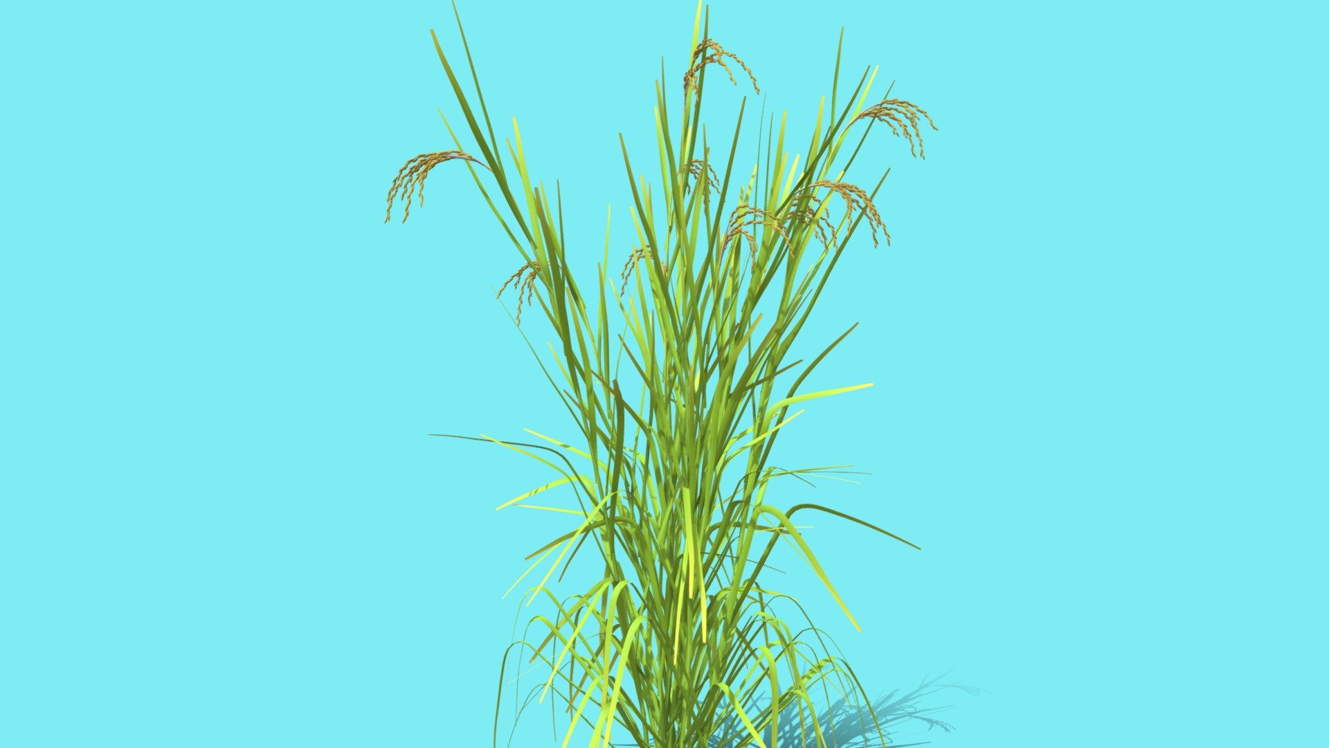 RICE 3d model