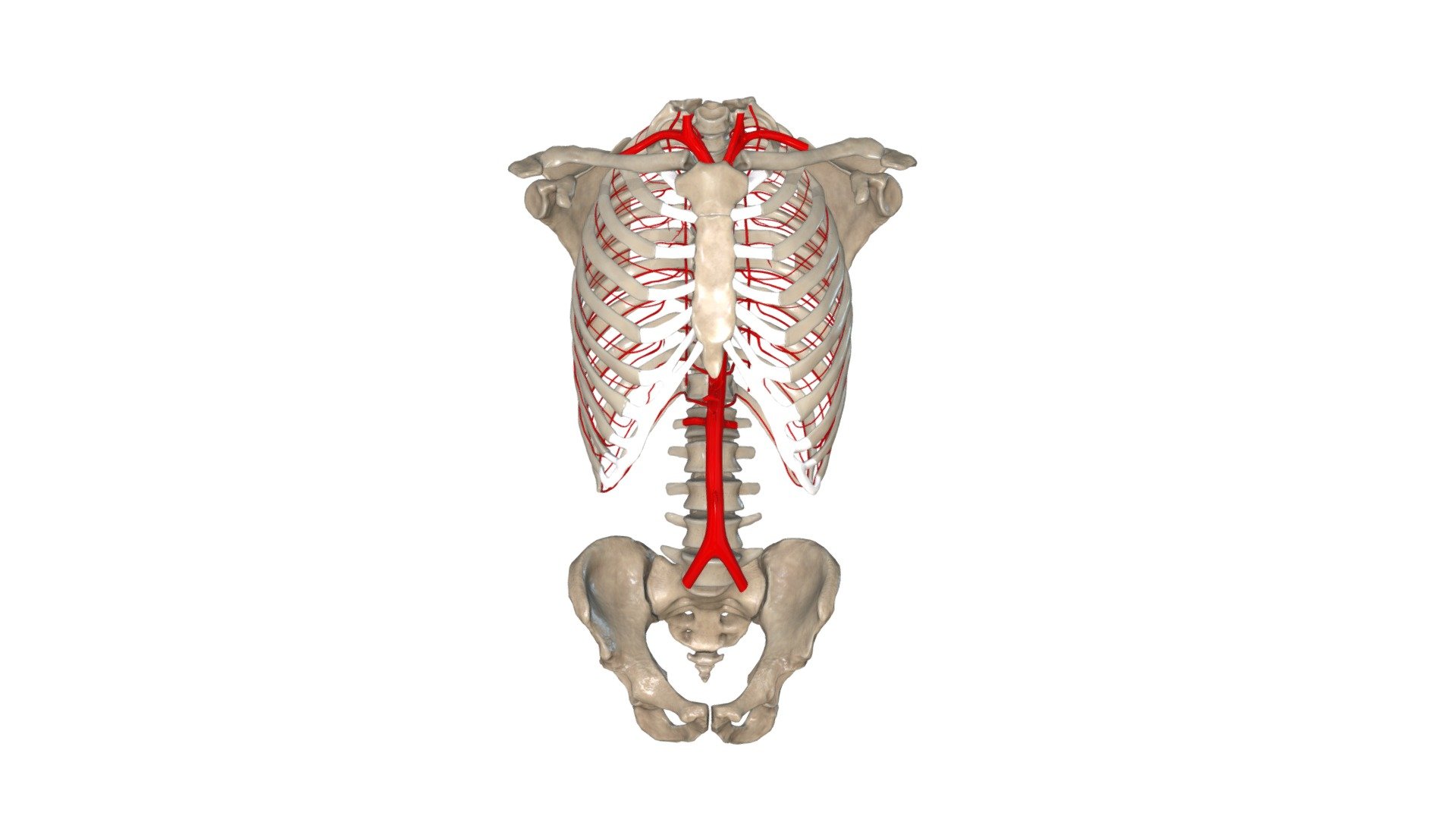 Krūškurvja vēnas 3d model