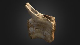 Spinosaur Caudal Vertebra