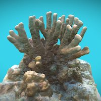 MAL Coral Columnar,Coral Garden, 201611