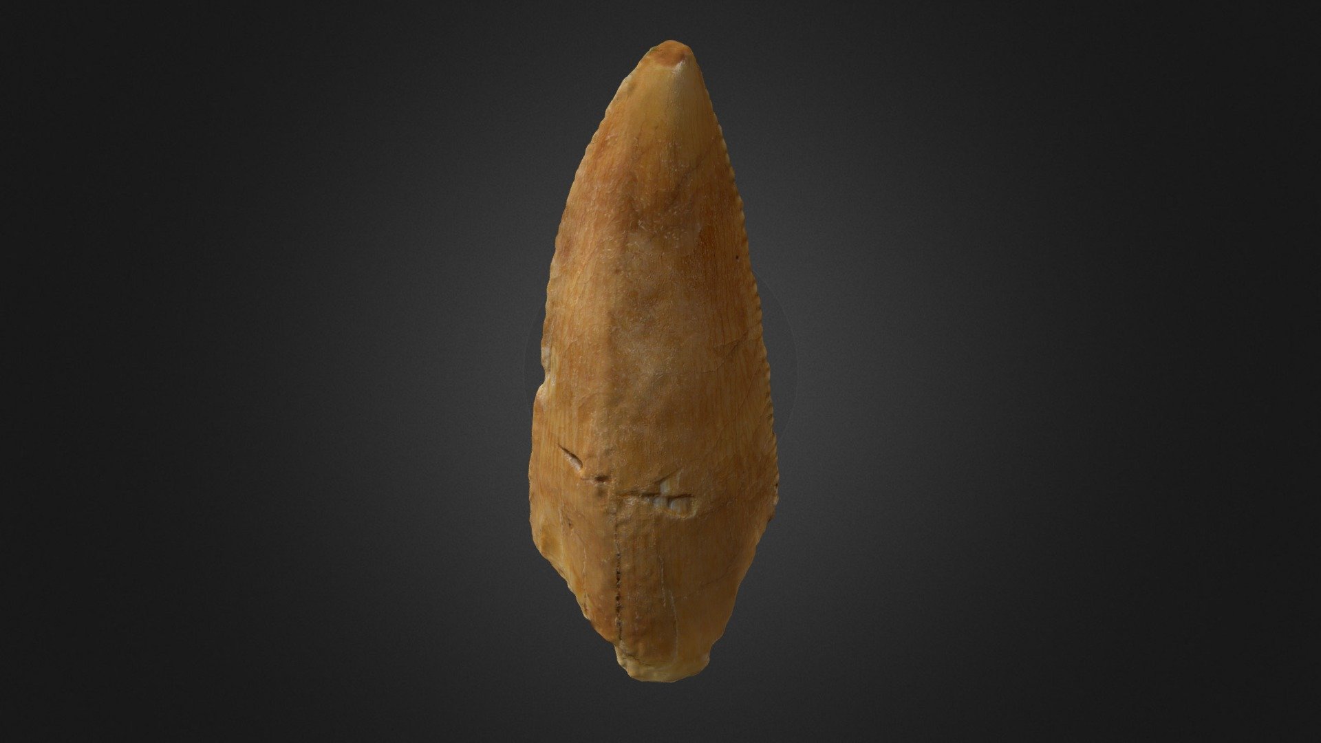 Abelisaurid Premaxilla Tooth 3d model