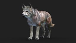 Gray Wolf