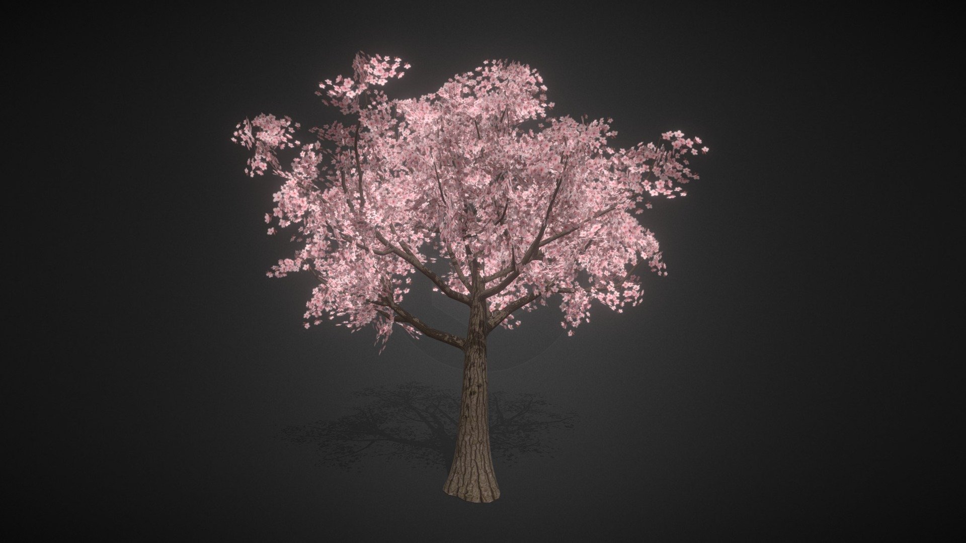 Sakura Tree 01 3d model