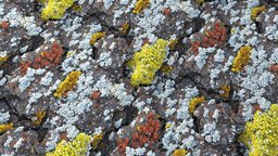 Texture of fine sand with white shells