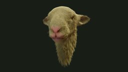 Sheep Head