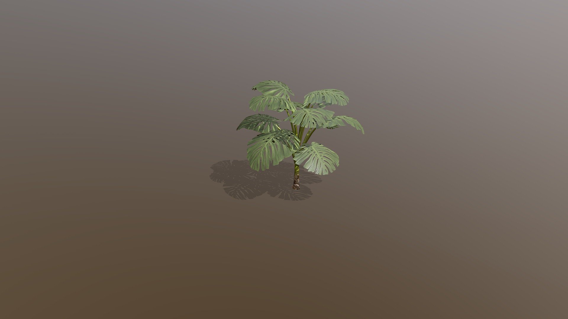 Tropical Plant monstera deliciosa 3d model