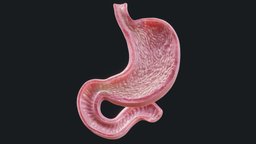 Human Stomach