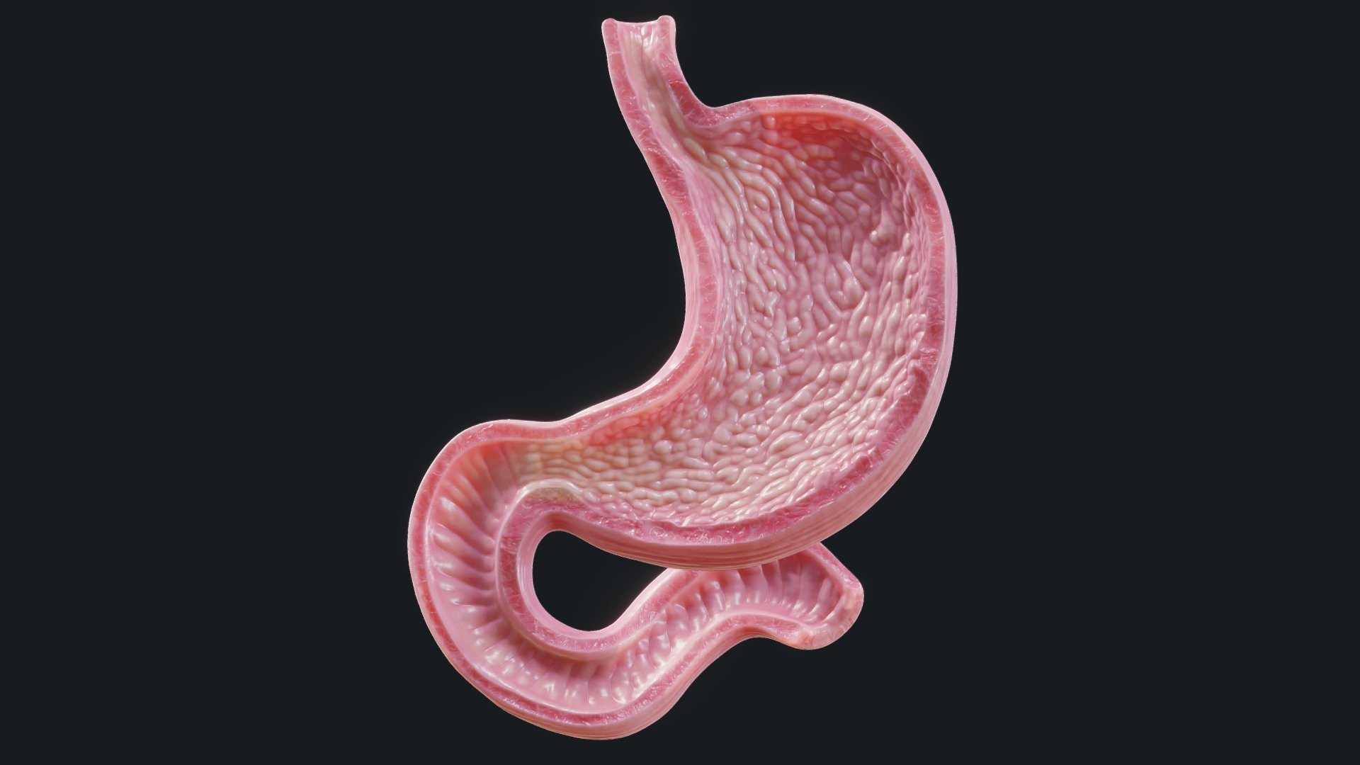 Human Stomach 3d model