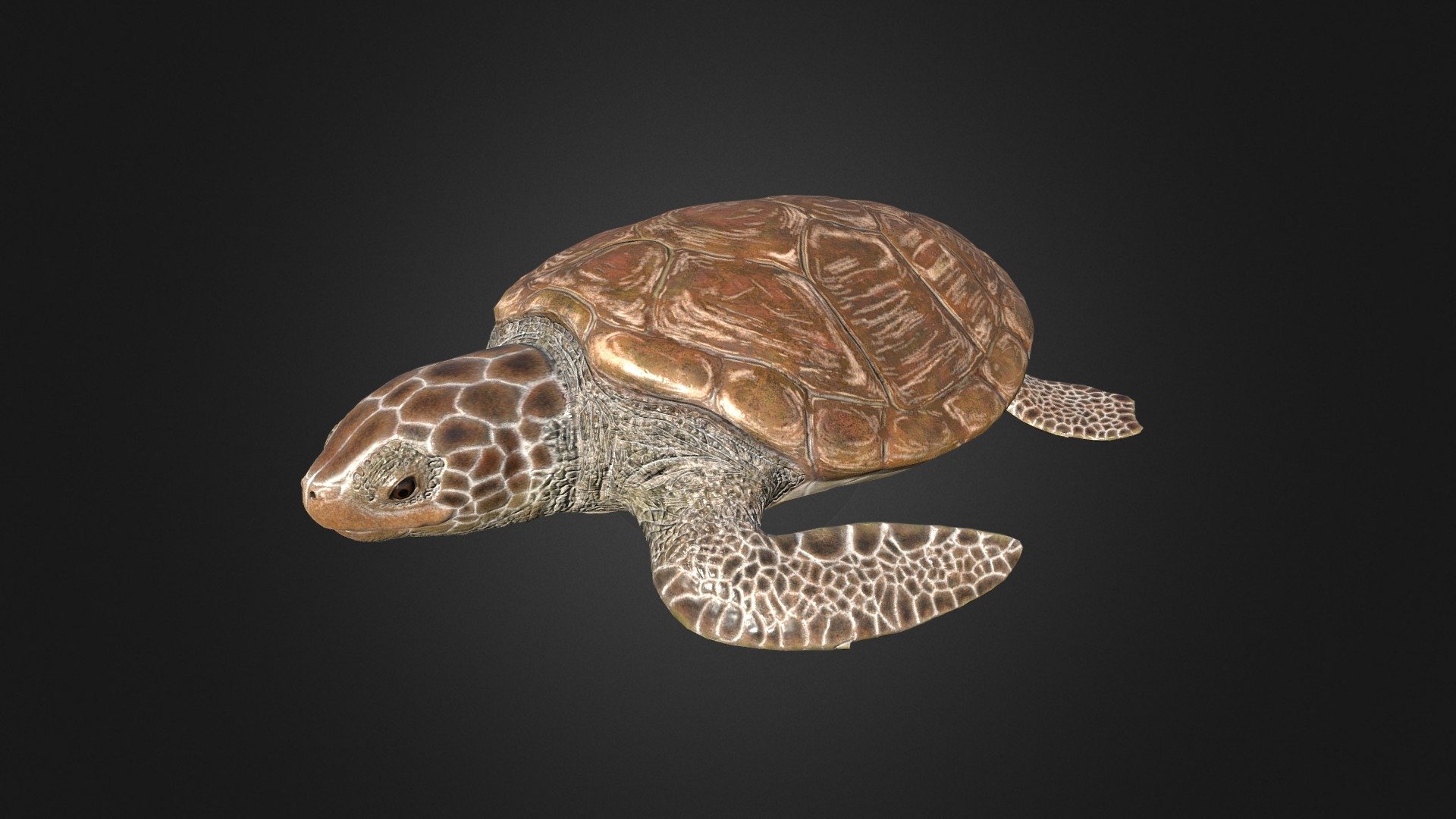 Green Turtle 3d model