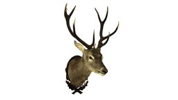 Deer Head Stag