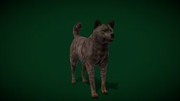 Kai Ken Tora Inu Dog Breed (Game Ready)