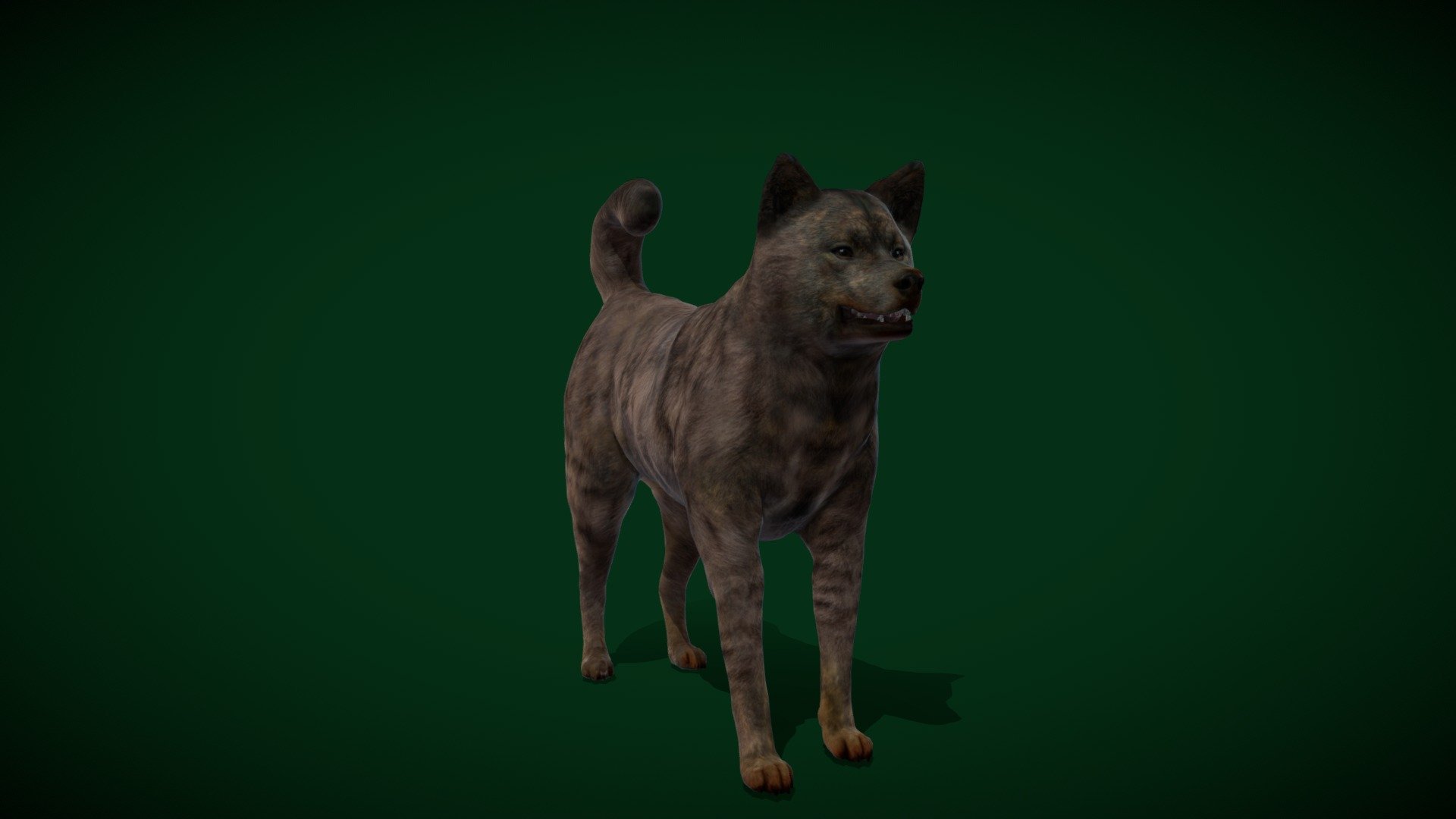 Kai Ken Tora Inu Dog Breed (Game Ready) 3d model