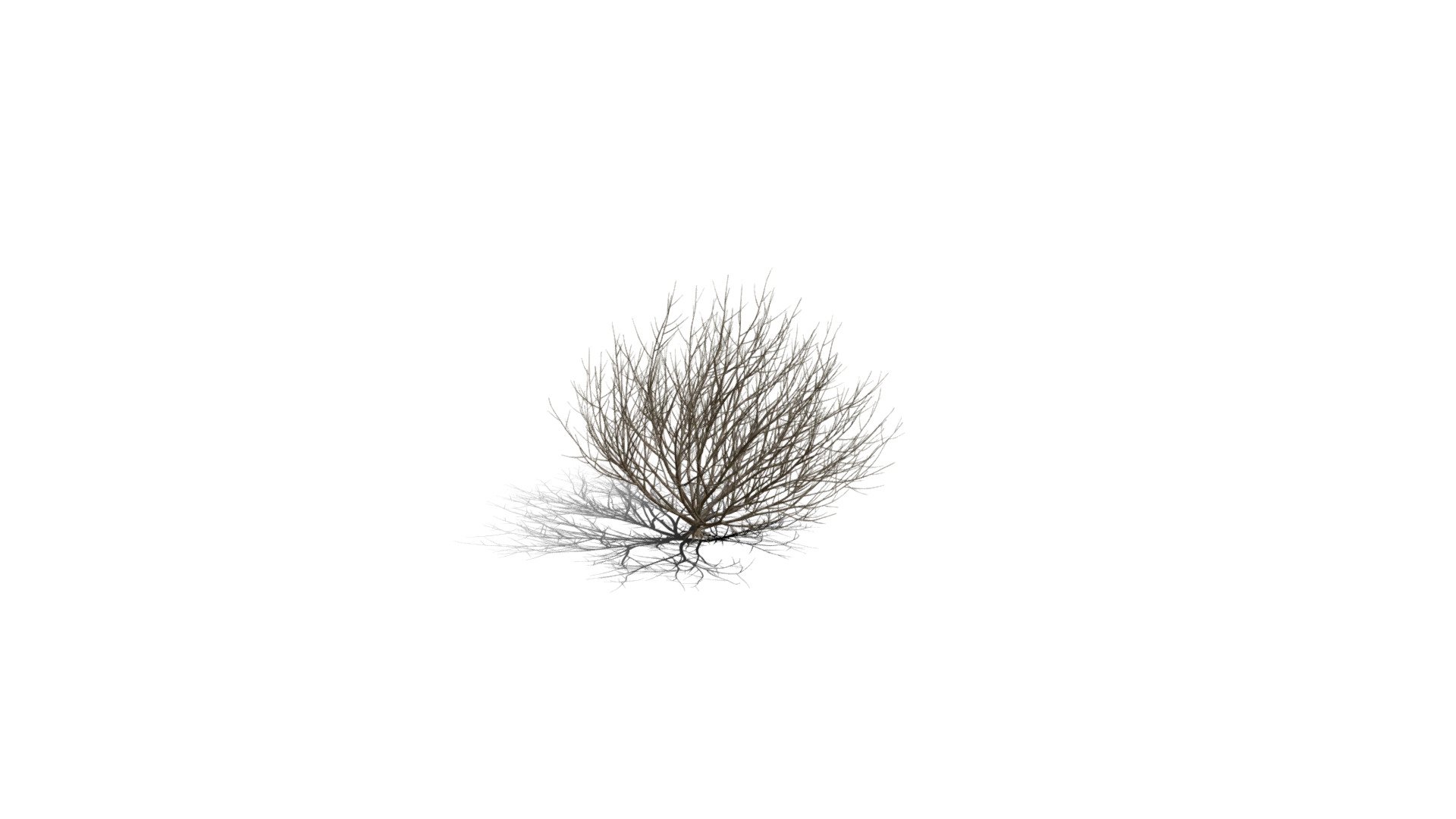 Realistic HD Rosemary willow (70/99) 3d model