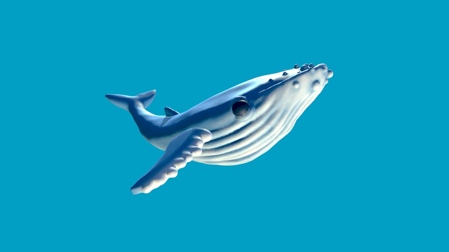 Humpback Whale 3d model