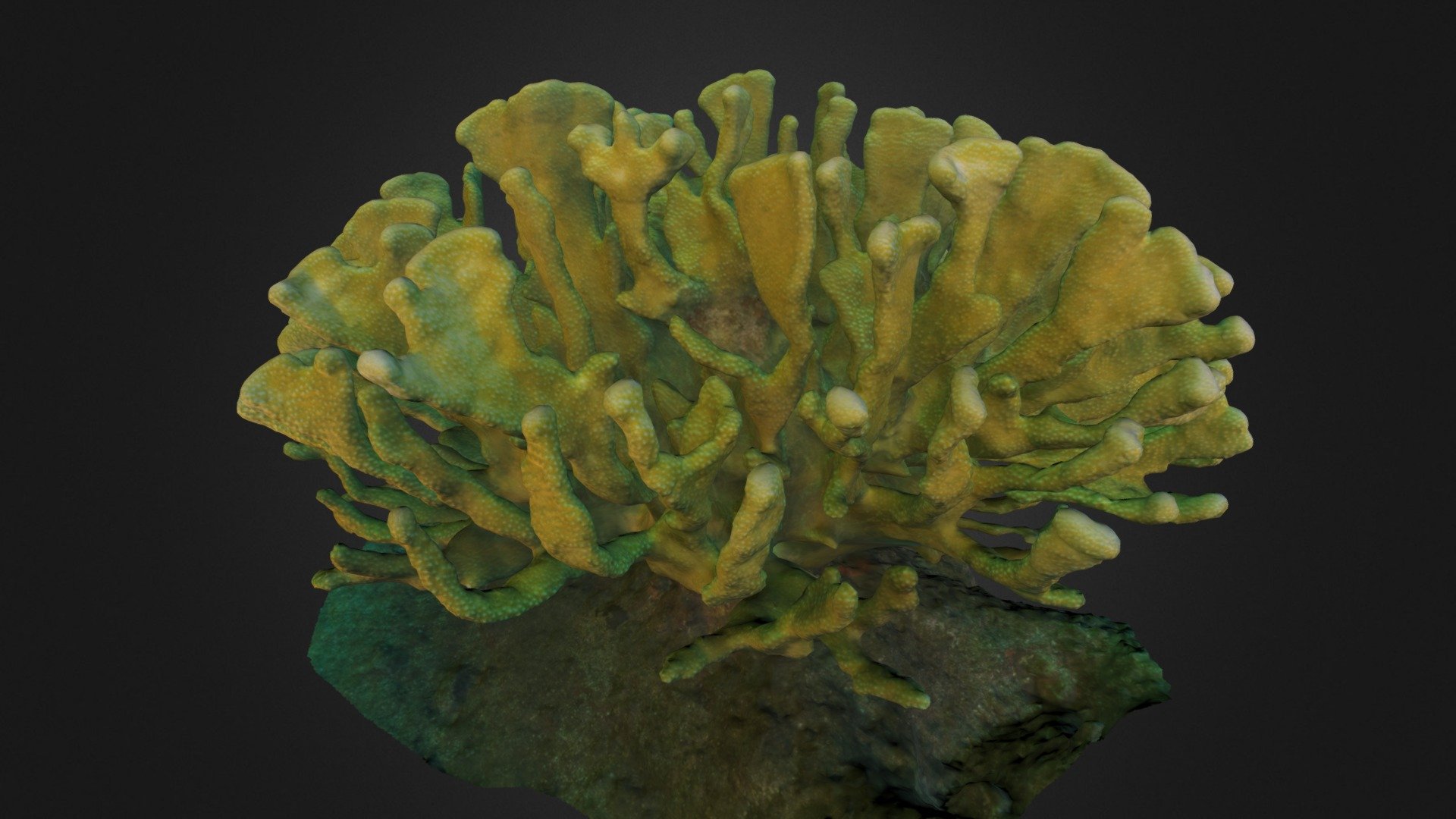 Pocillopora eydouxi 3d model