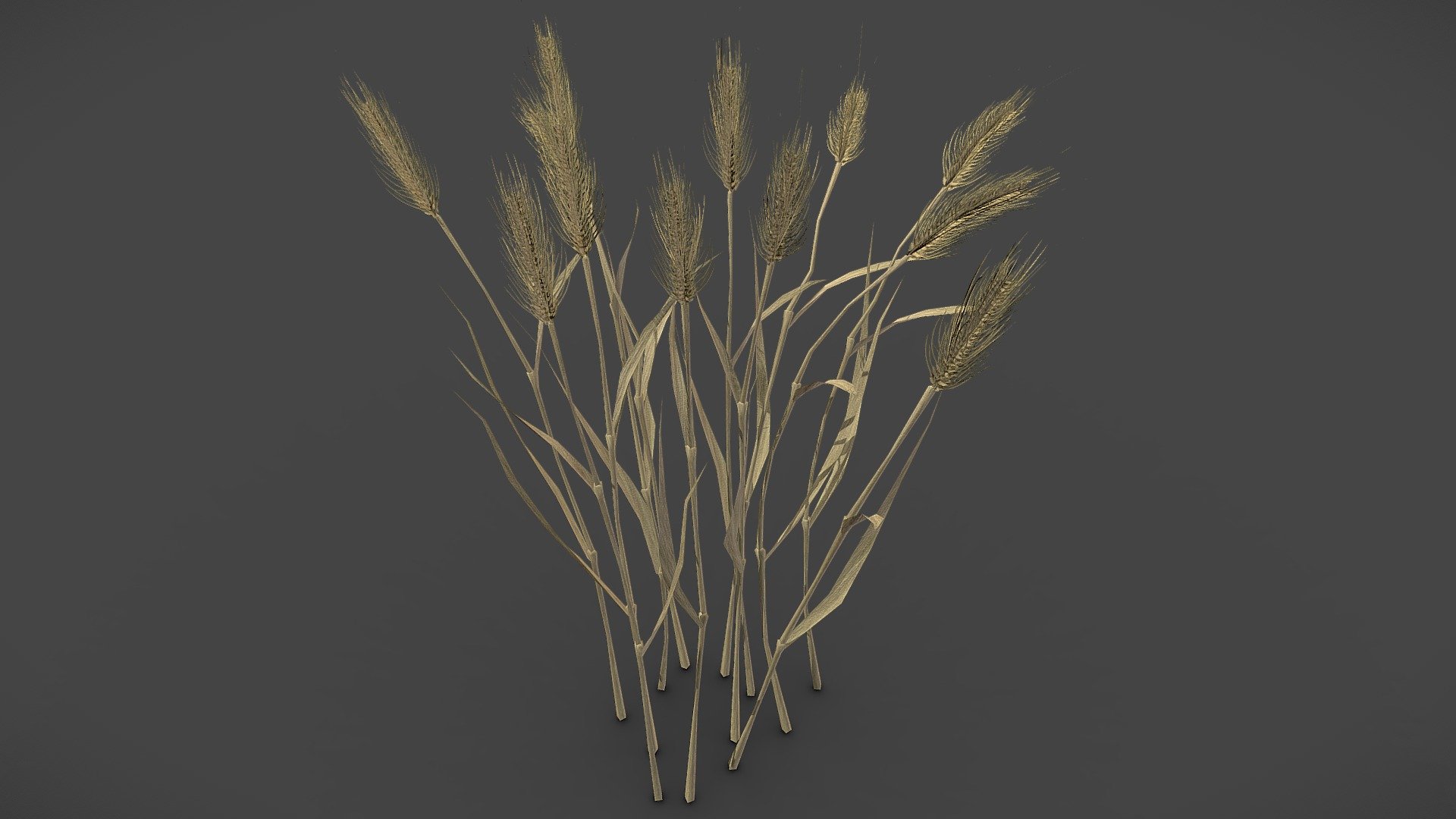 wheat 3d model