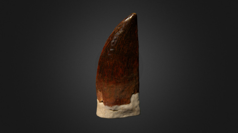 Abelisaurid Tooth 3d model