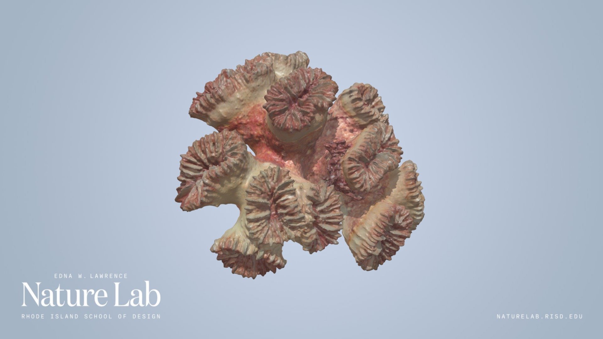 Blastomussa coral fragment 3d model