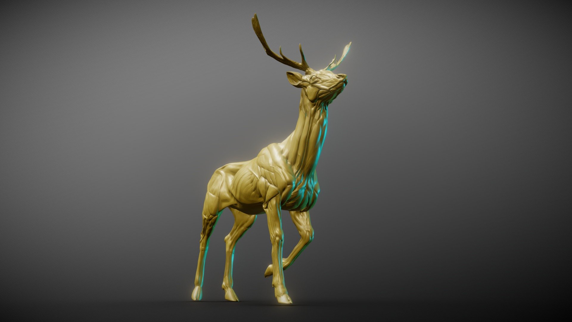 Ethiopian Fawn Deer-Anatomy 3d model