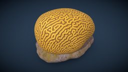 Brain Coral attached to a Sea Rock