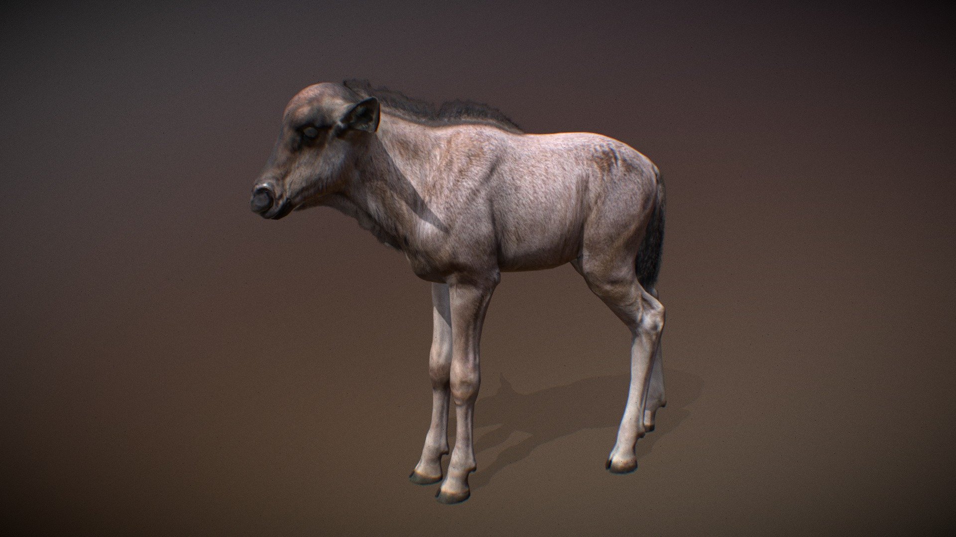 Animalia 3d model