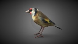 Jilguero (Carduelis carduelis)