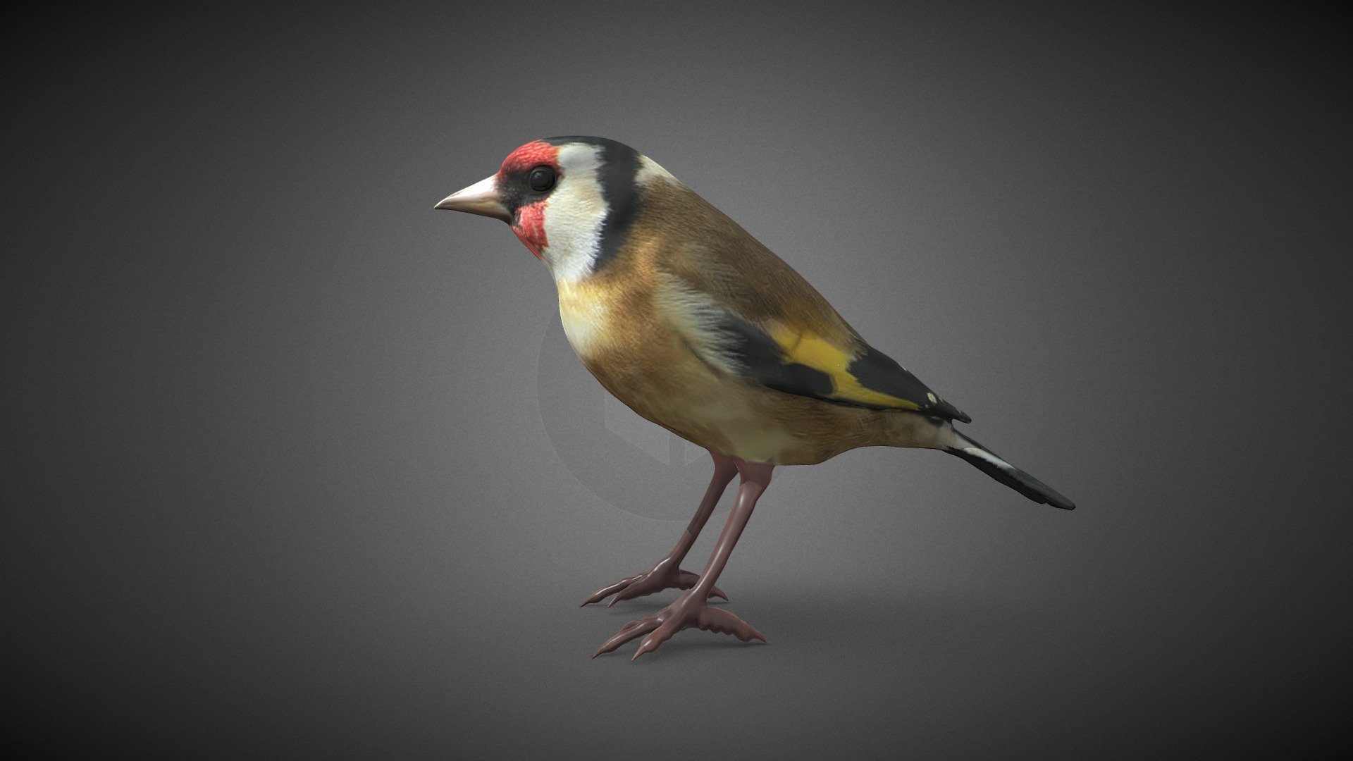 Jilguero (Carduelis carduelis) 3d model