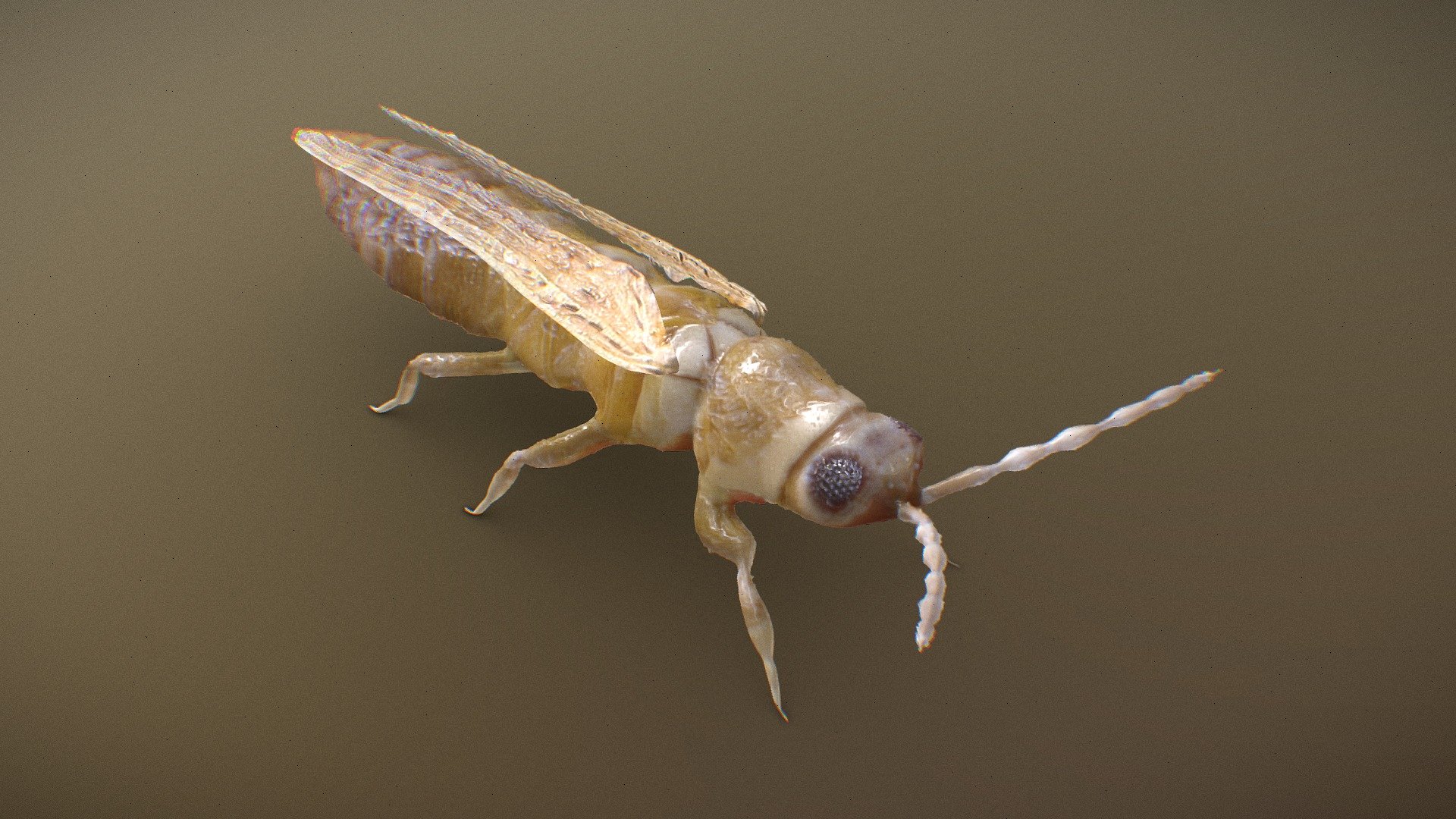 Thrips Tabaci (Thysanoptera) 3d model