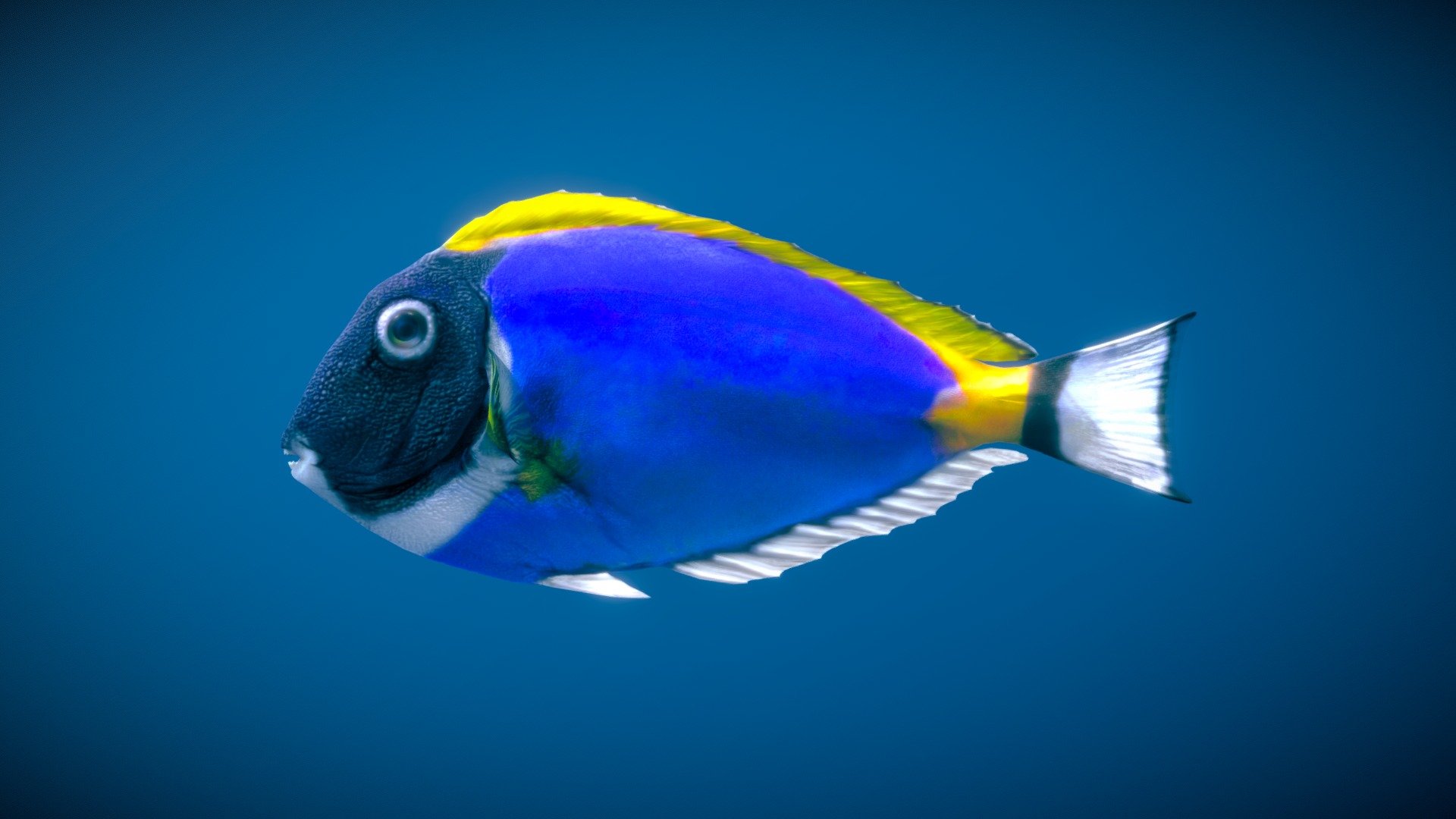 Powderblue Surgeonfish 3d model