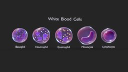 White Blood Cells