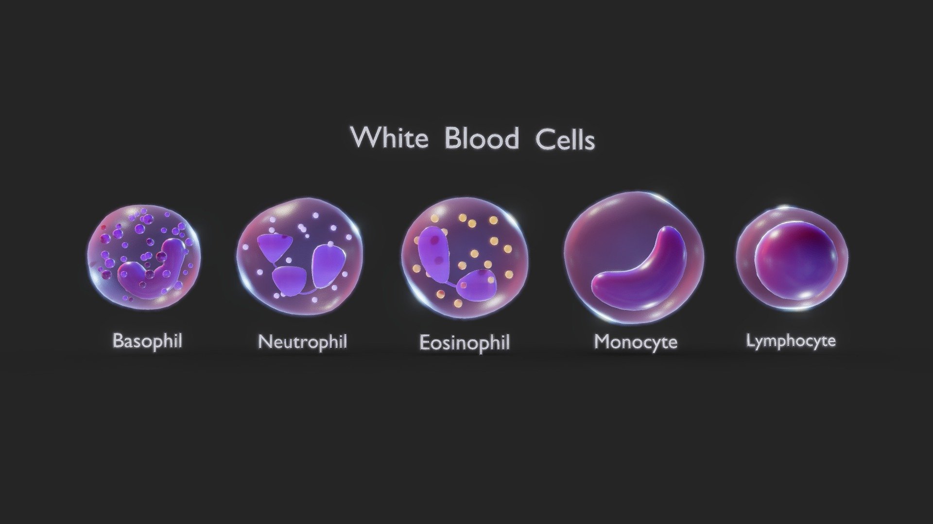 White Blood Cells 3d model