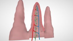 Vellosidad Intestinal