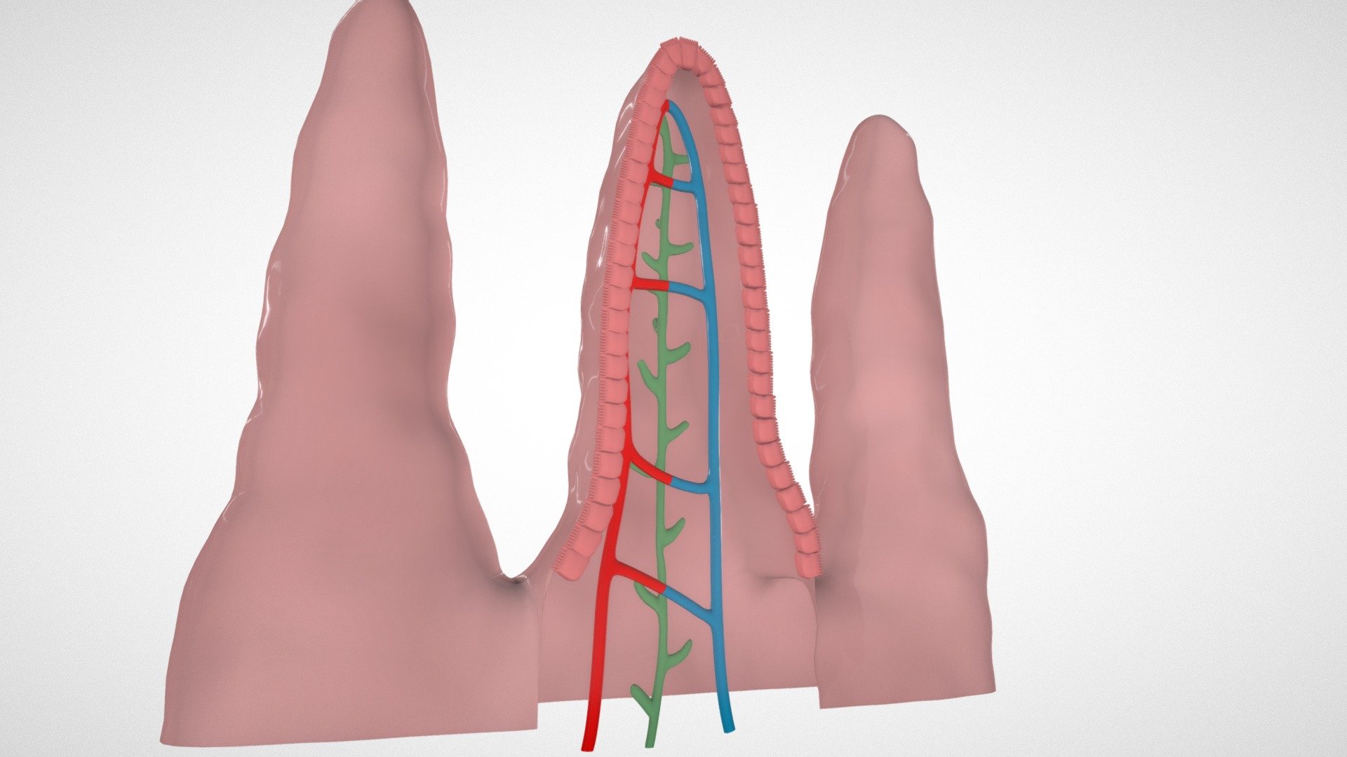 Vellosidad Intestinal 3d model