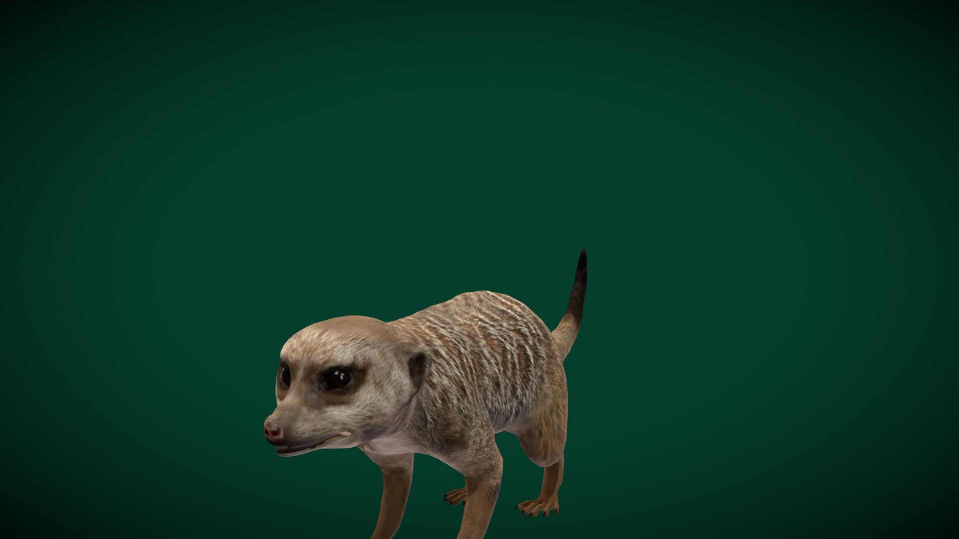 Slender-tailed Meerkat (Mongoose) 3d model