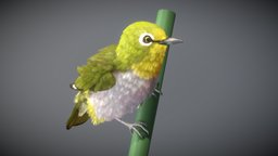 Warbling White-eye