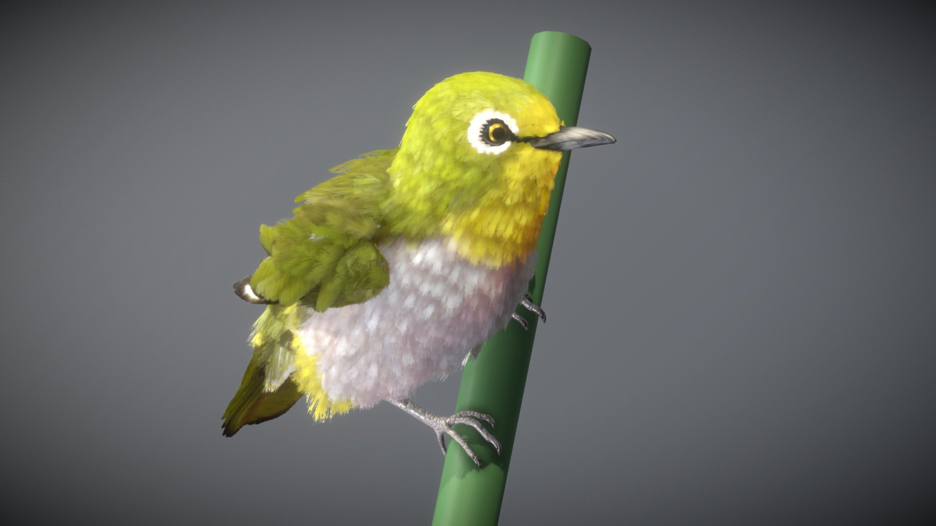 Warbling White-eye 3d model