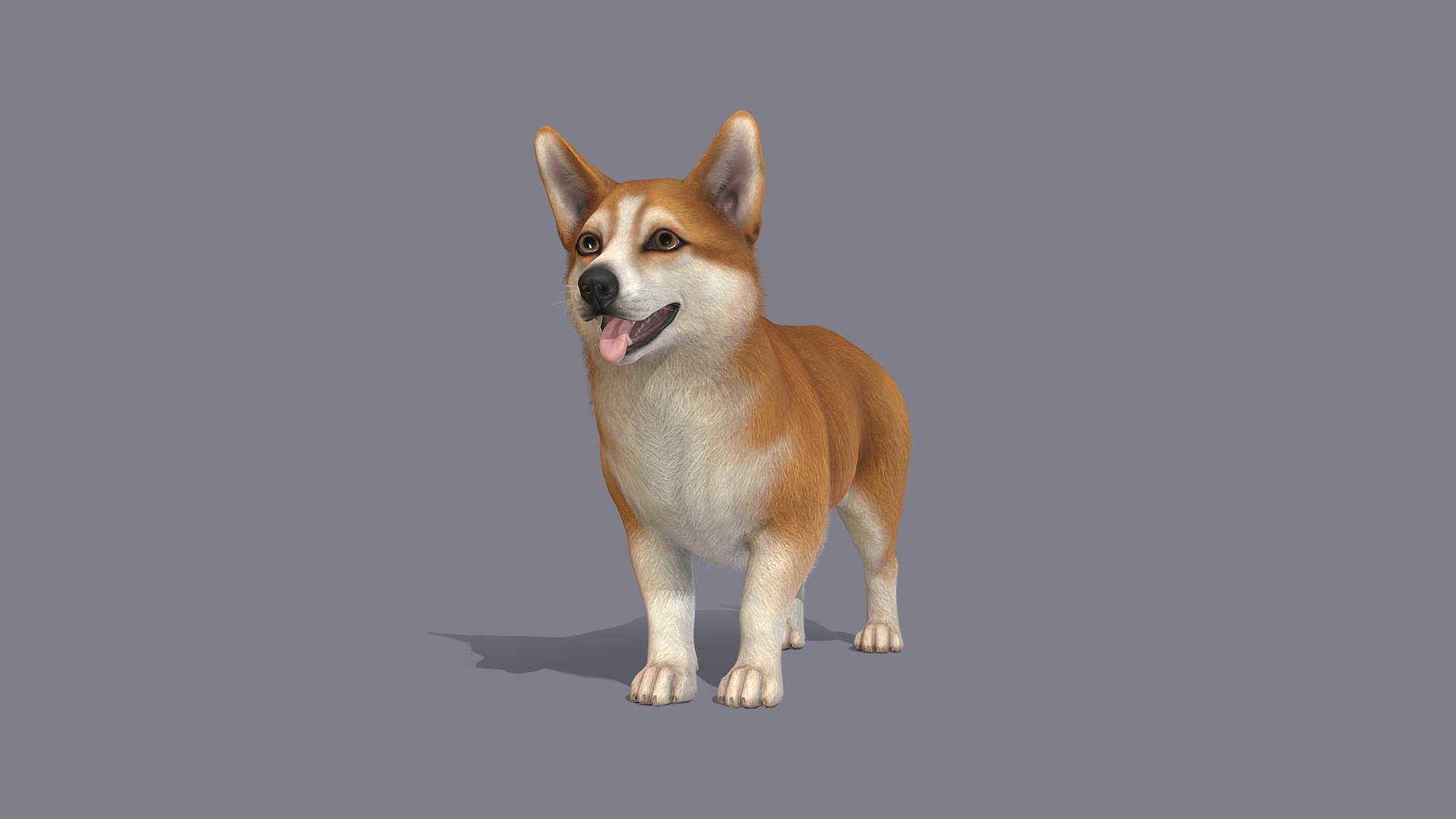 Dog 3d model