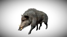 Boar