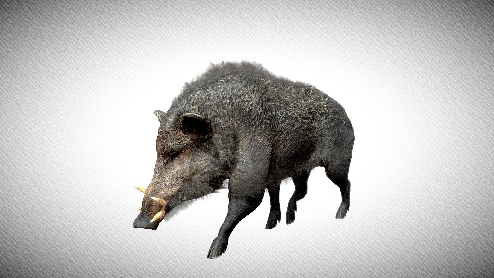 Boar 3d model