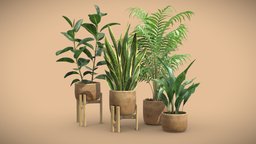 Indoor Plants Pack 65