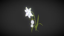 snowdrop