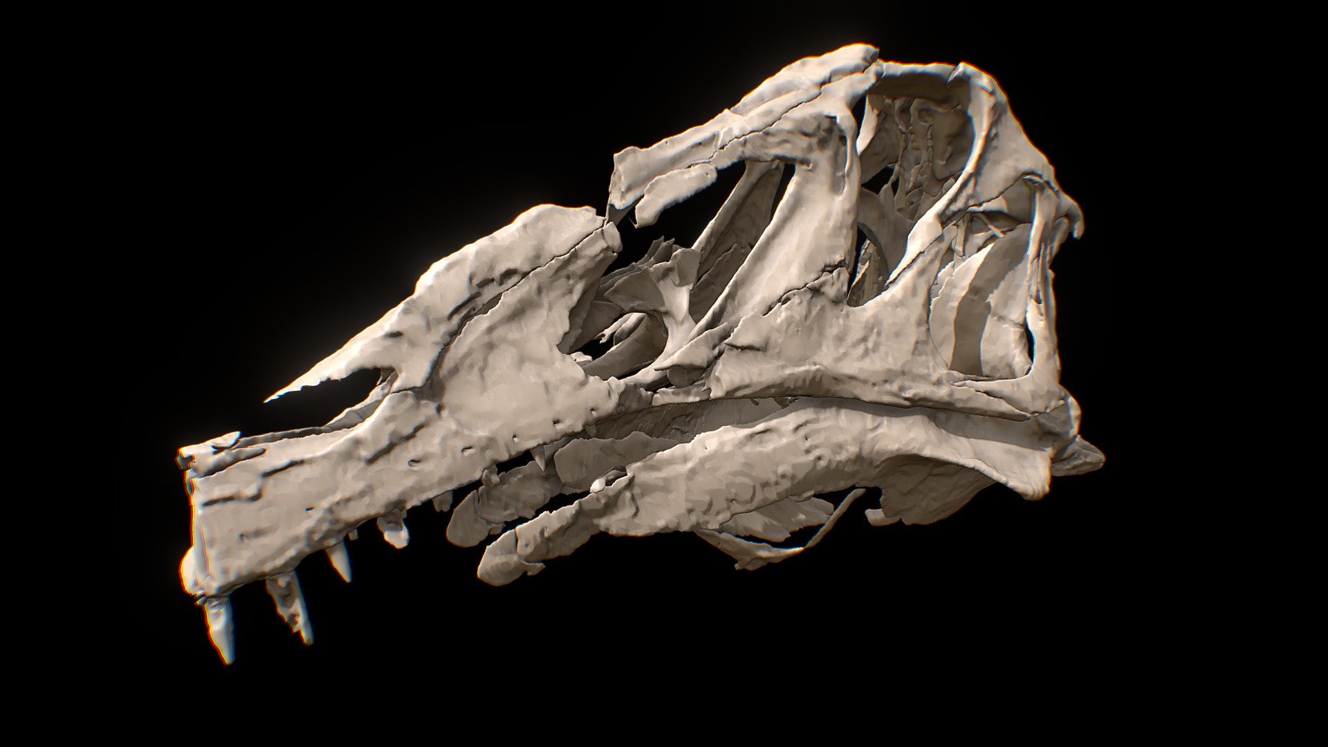 Irritator skull 3d model