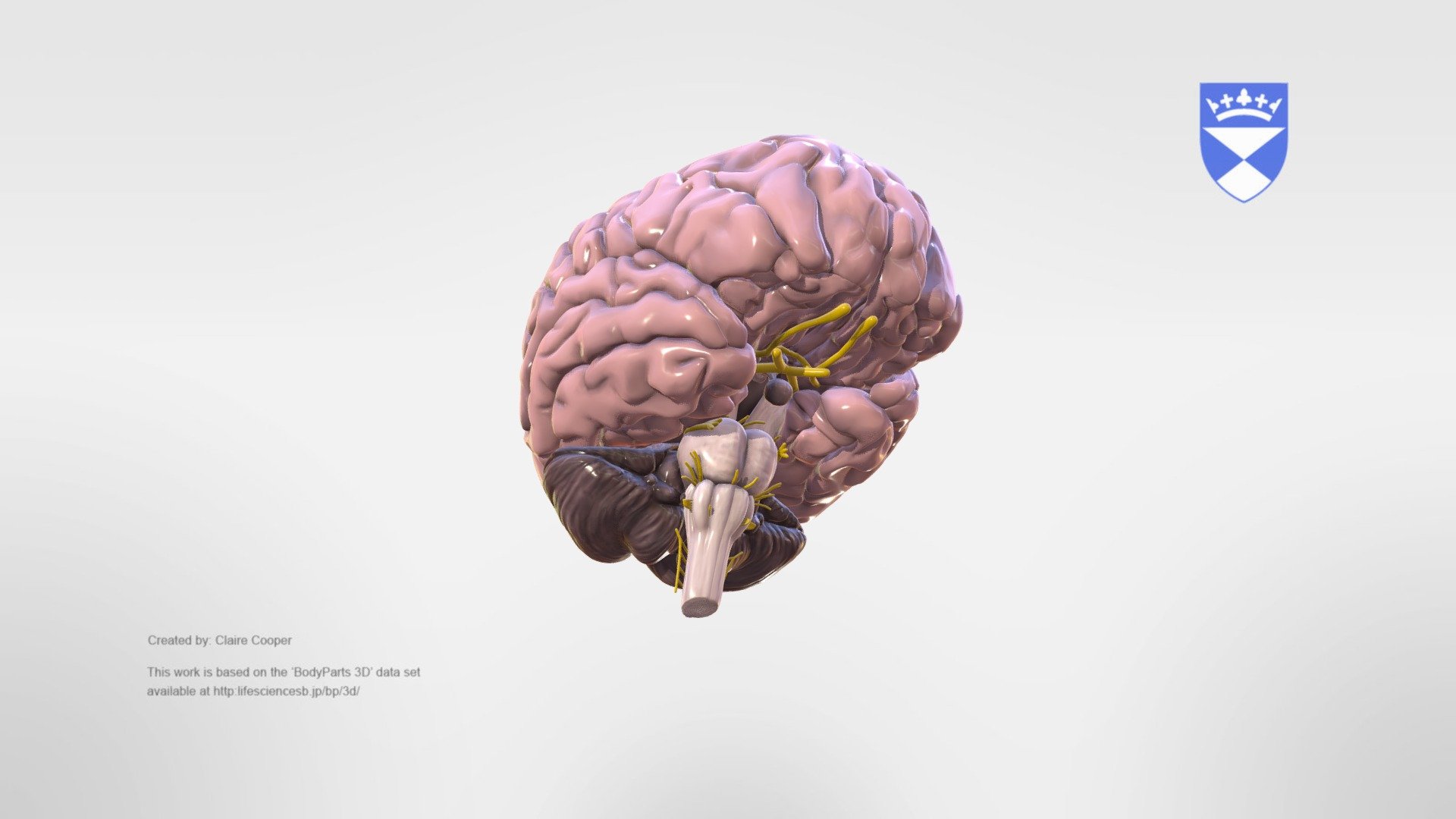 Cranial Nerves 3d model